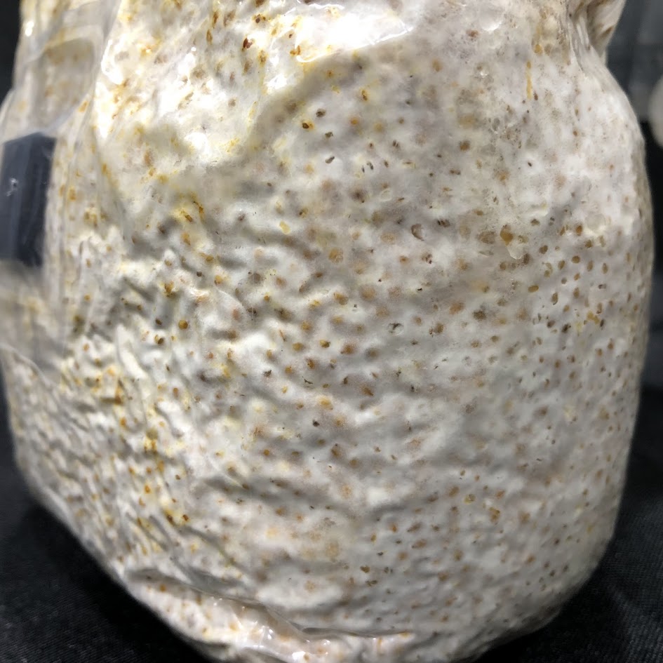 Mycelium white-ish bumpy, fluffy, webby, hairy growth on substrate blocks