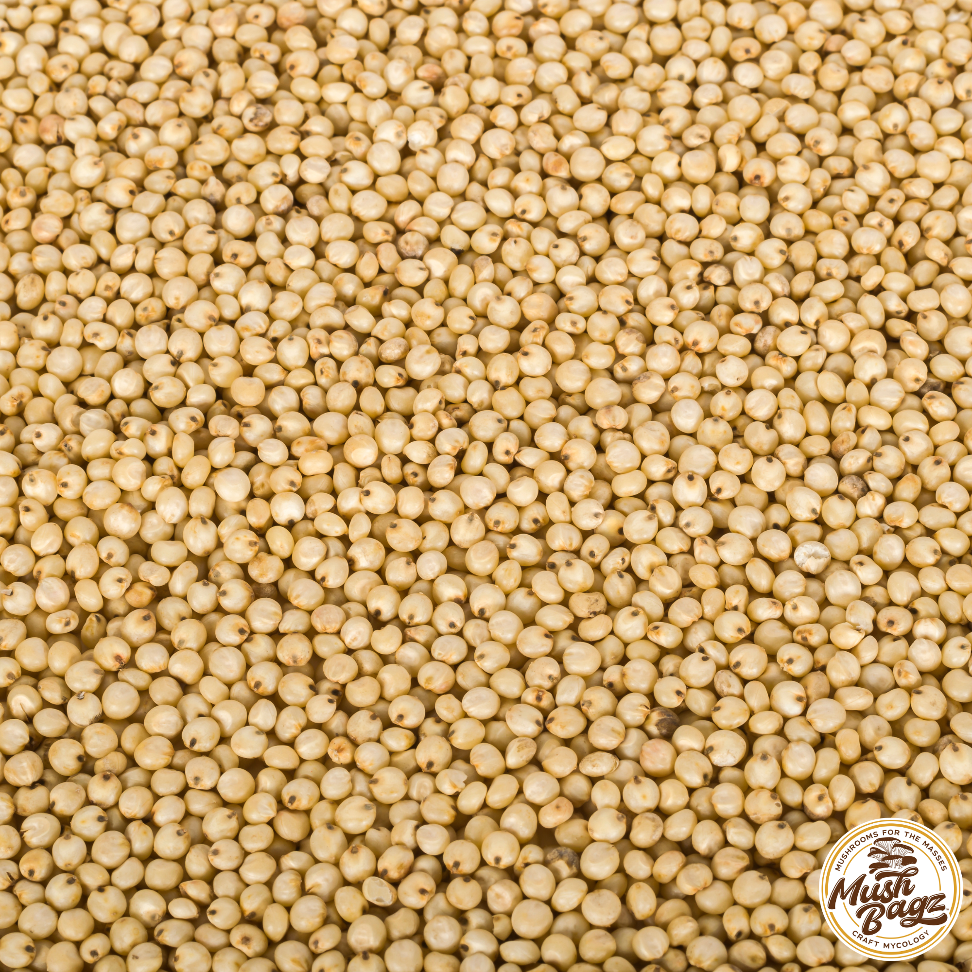small, round, smooth yellowish seeds