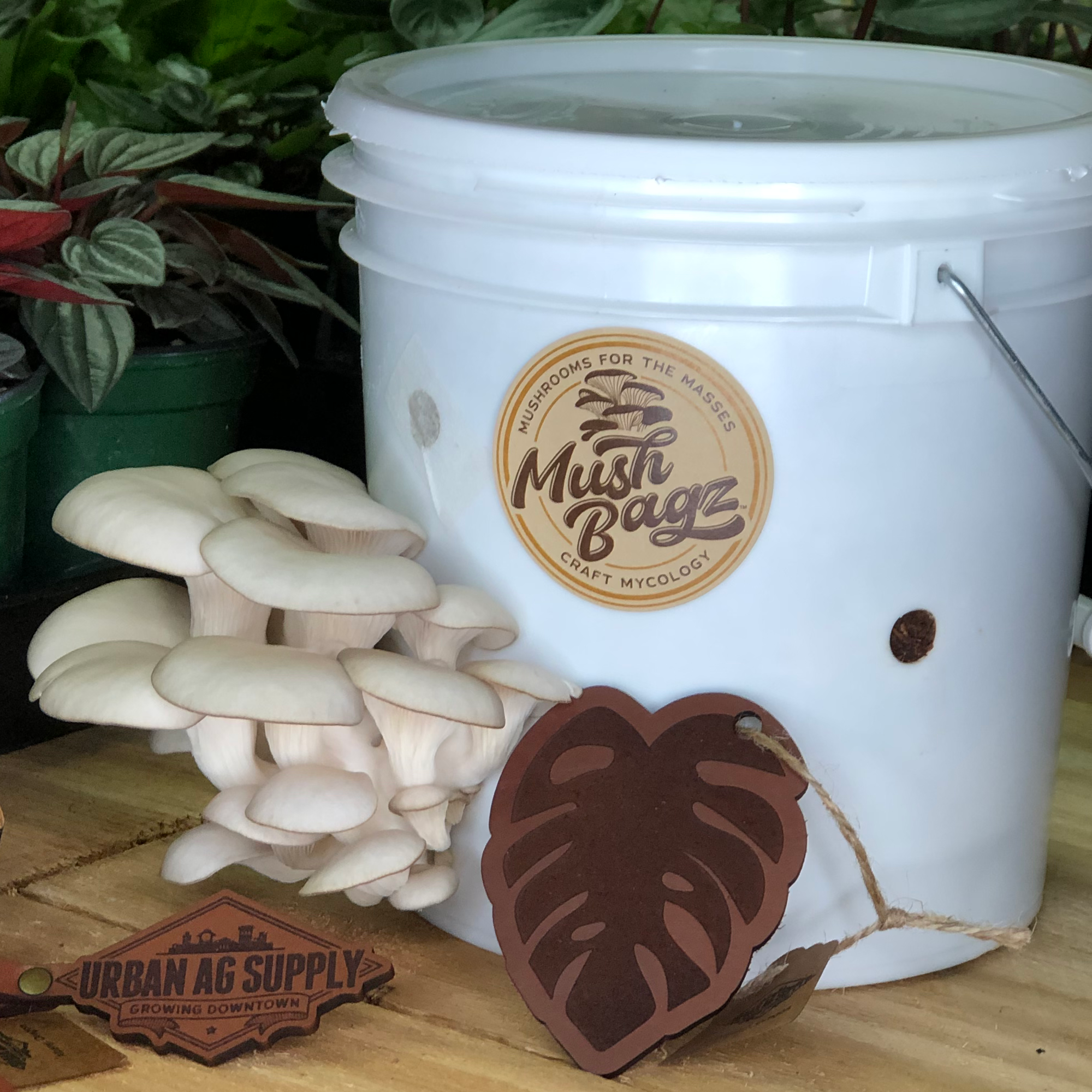 Fruited White Oyster Mushroom Bucket