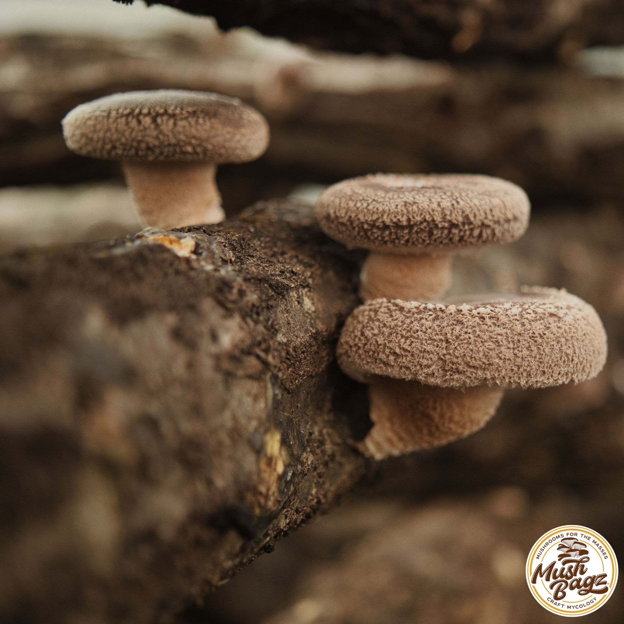 Mushrooms growing on a log from inoculated grooved birch-wood dowels