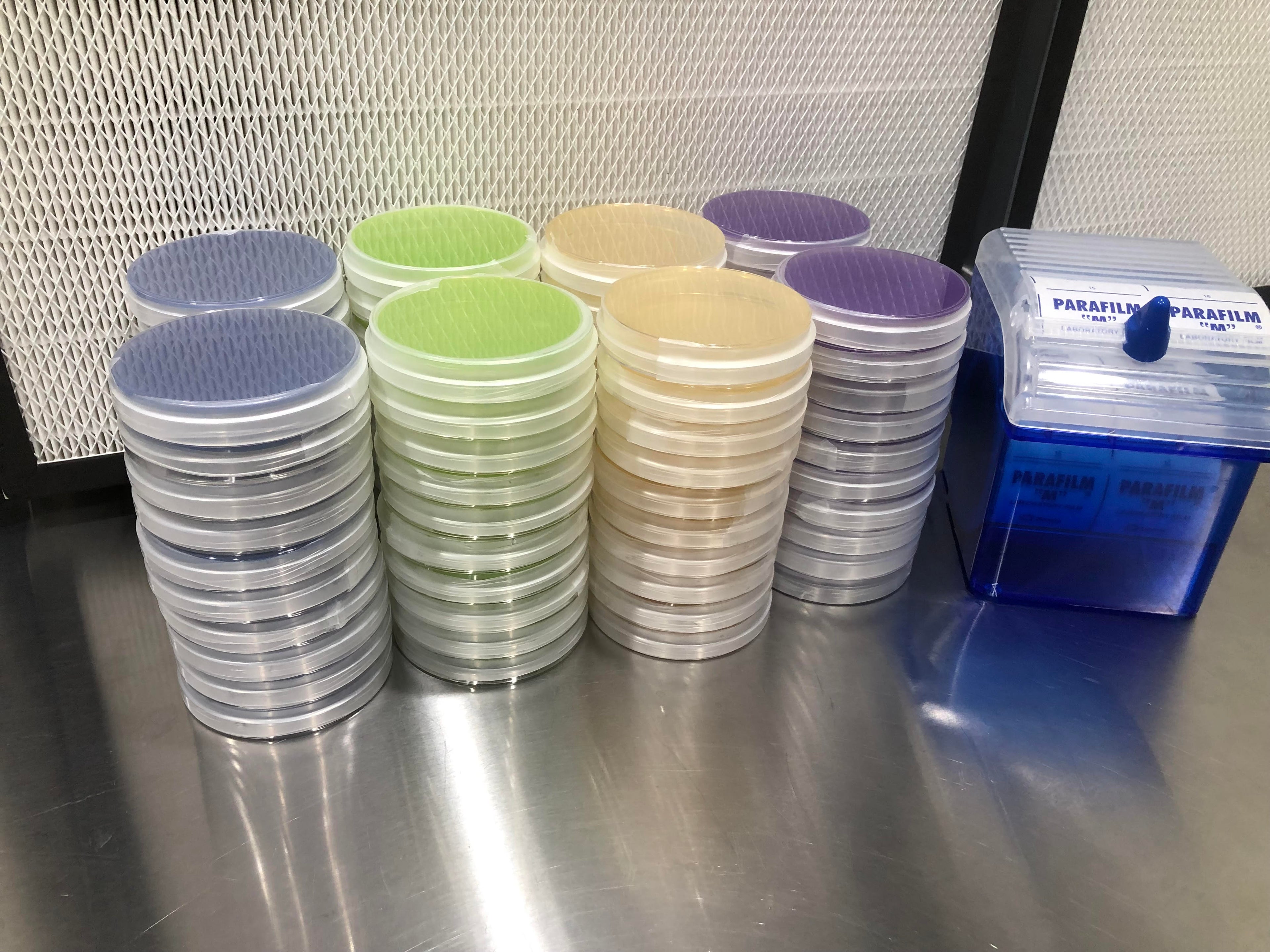 Multi LMEA Agar Plates n Parafilm