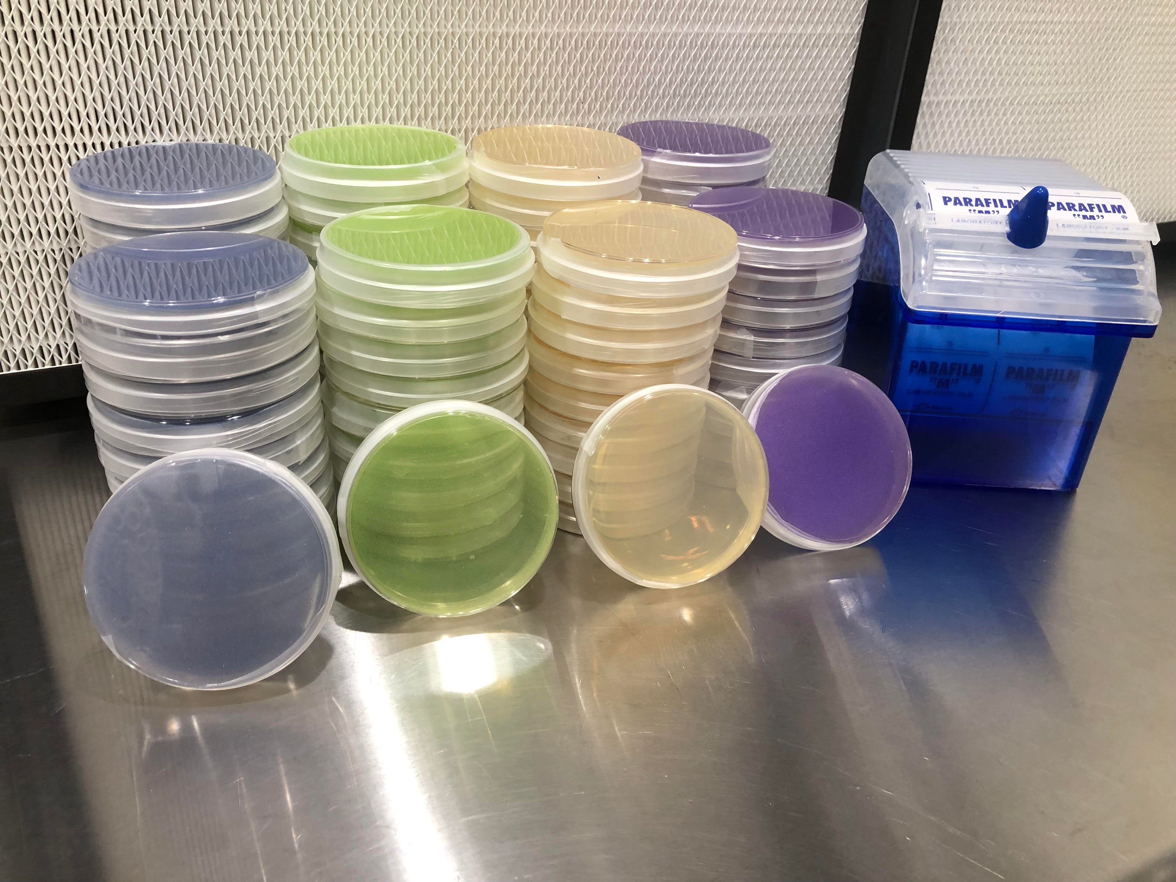 Multi LMEA Agar Plates n Parafilm