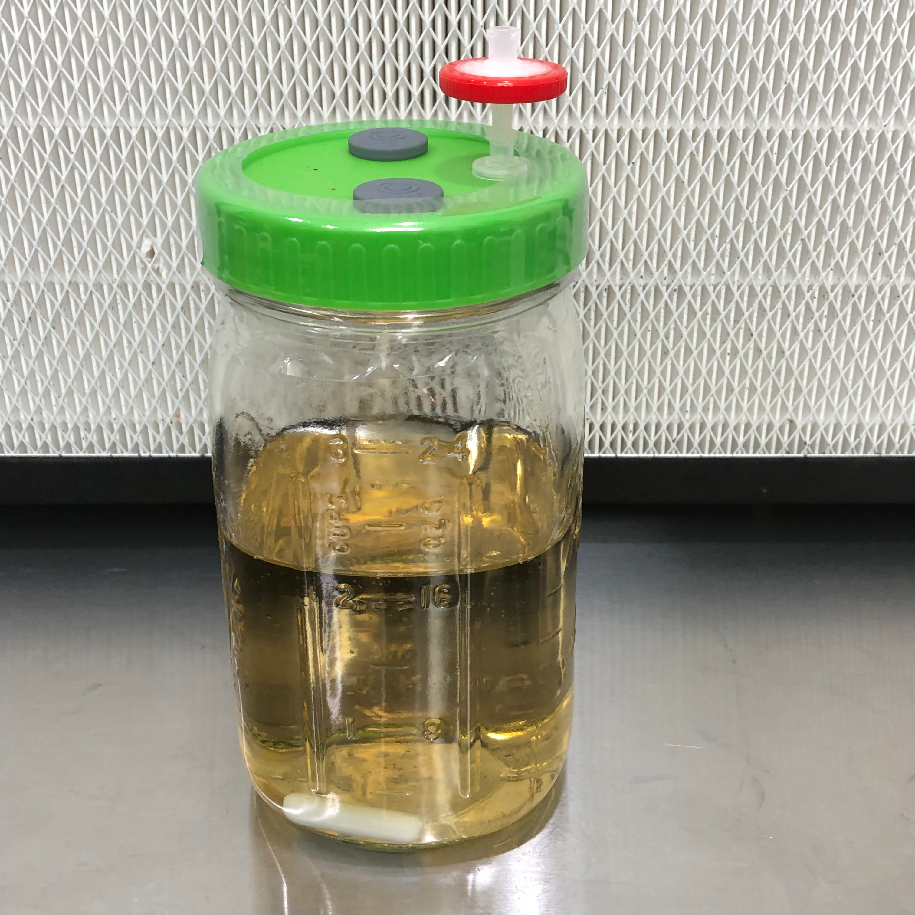 Sterile Liquid Culture - LME - Ready to Inoculate 500ml Jar - Case of 6