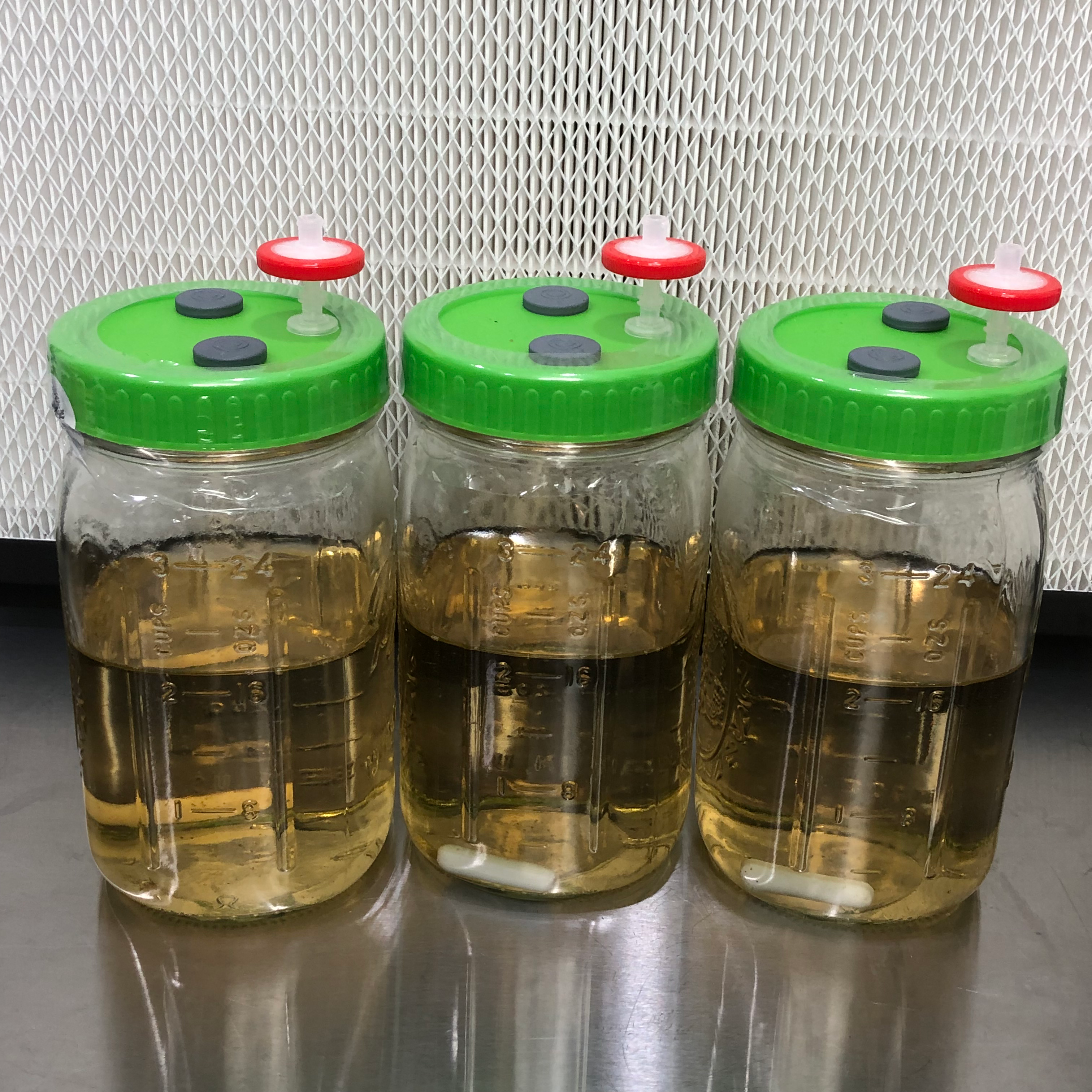 Sterile Liquid Culture - LME - Ready to Inoculate 500ml Jar - Case of 6