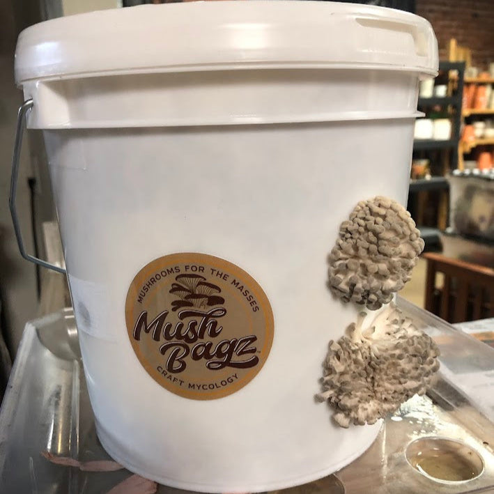 mushroom-grow-bucket-1gal