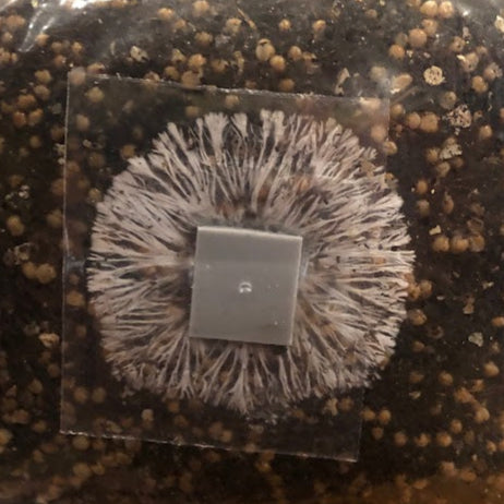 Inoculates AIO bag with mycelium-growth