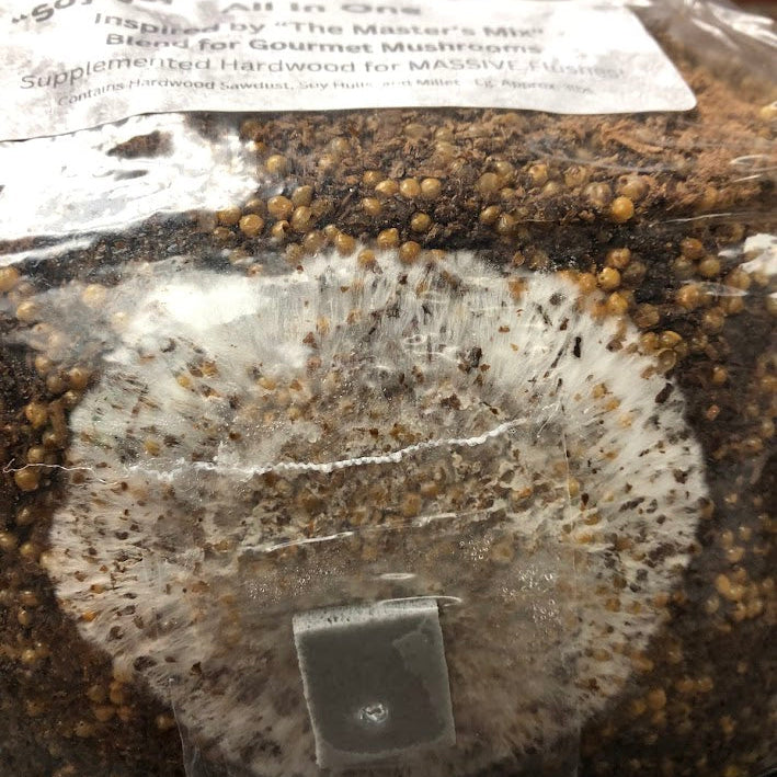 mycelium-growth colonization