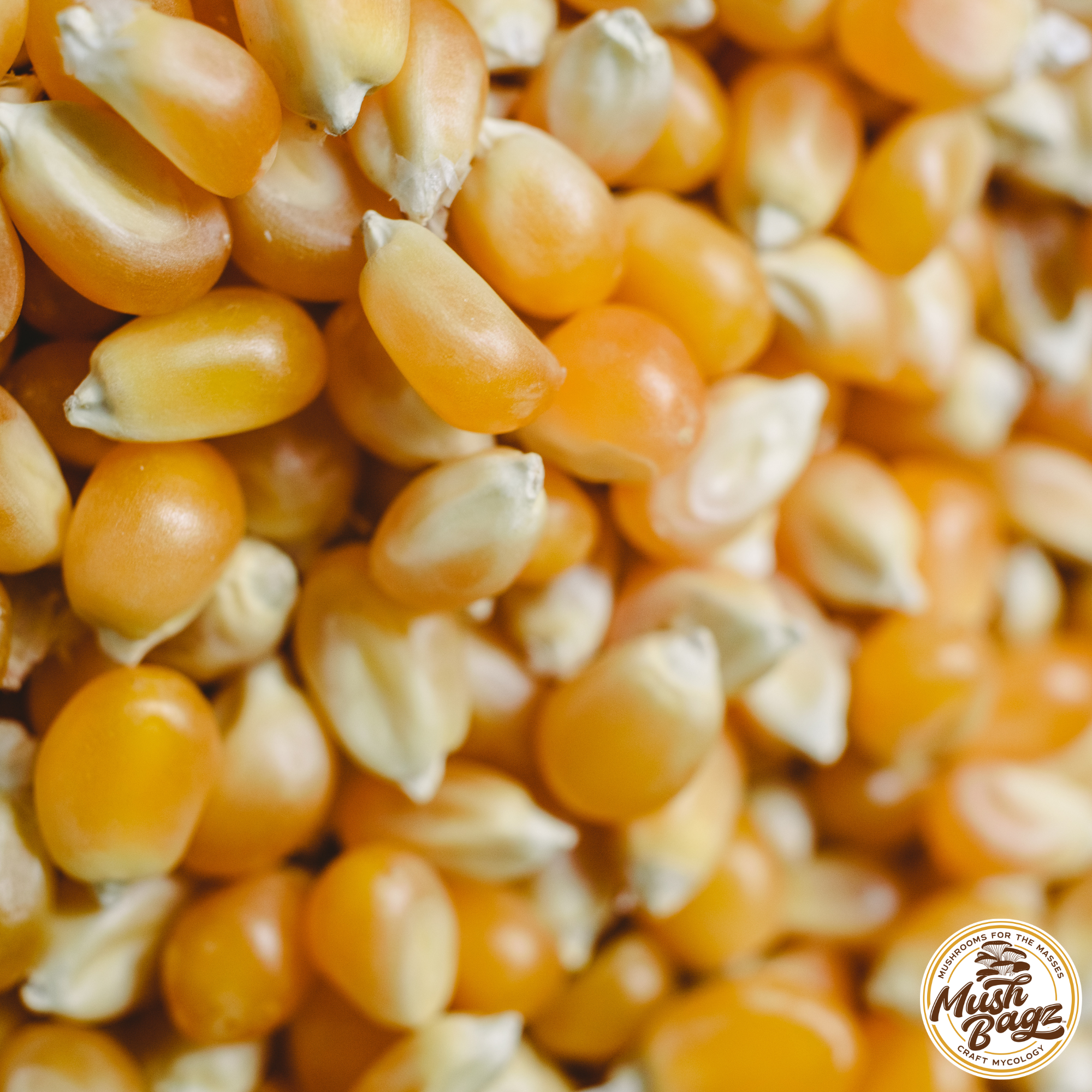 small, round, yellow kernels with a thick hull