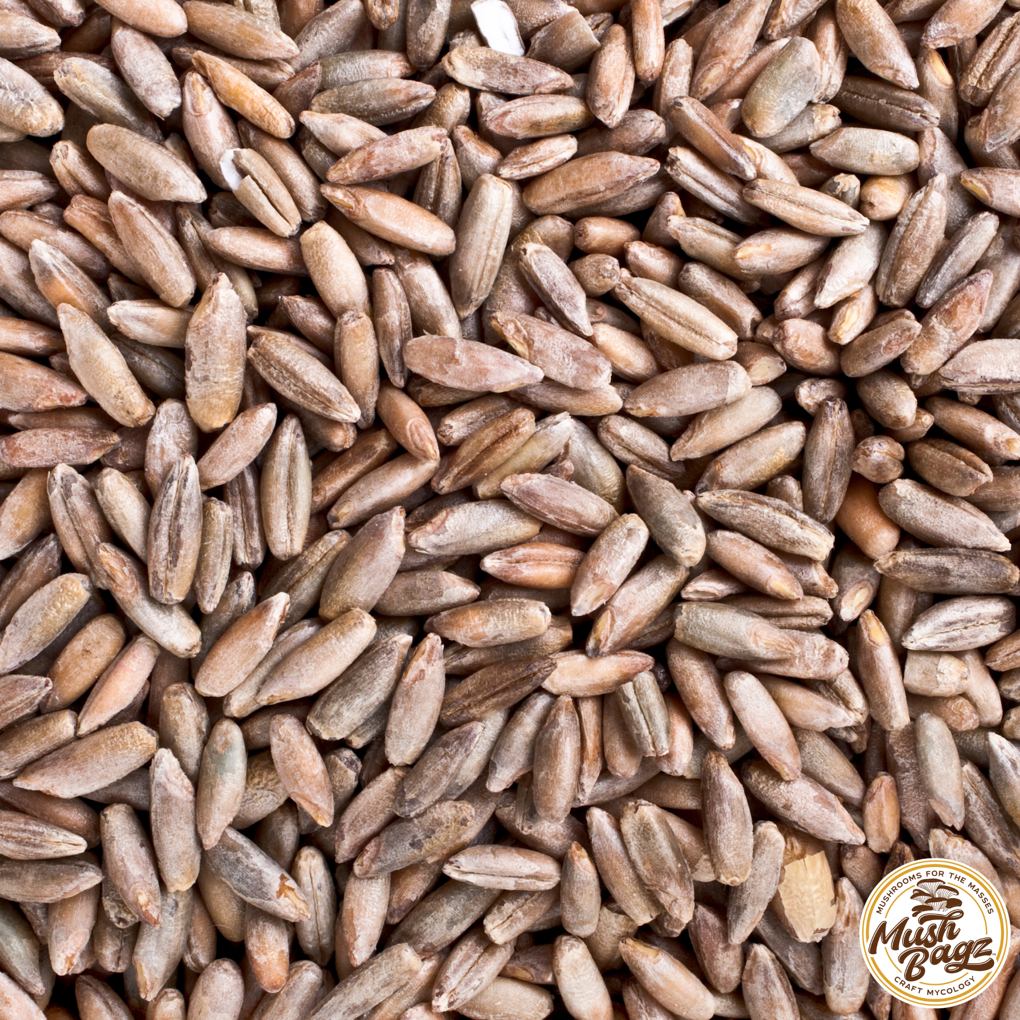 long, slender grayish greenish brown grains